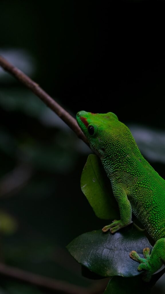 a green lizard sitting on top of a leaf